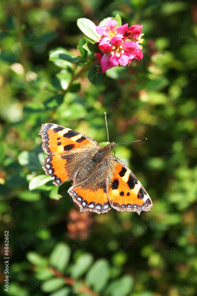 Beautiful Butterfly butterfly; nymphalis polychloros Beautiful Butterfly butterfly; nymphalis polychloros