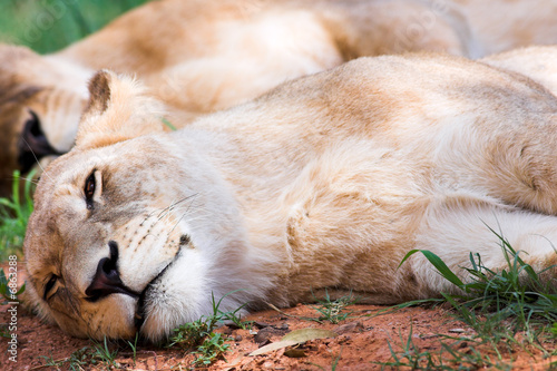 Two lionesses resting
