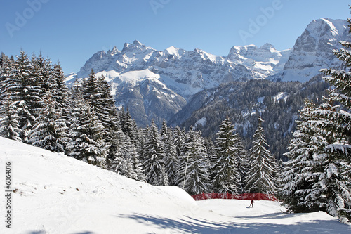 Sapins sous la neige