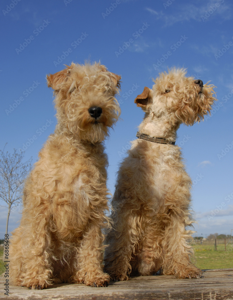two lakeland terriers