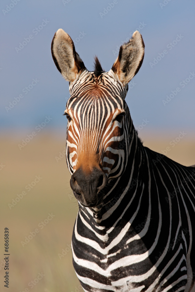 Naklejka premium Zebra górska portret