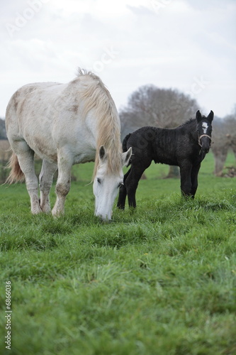 percherons