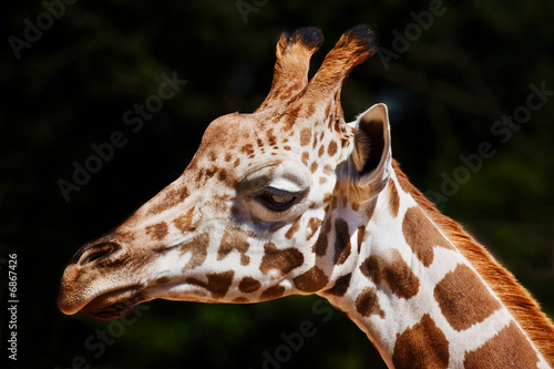 Giraffe