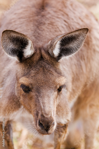 Kangaroo