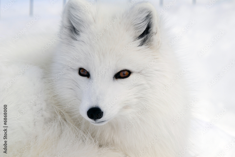 Photographie Arctic Fox - Acheter-le sur Europosters.fr