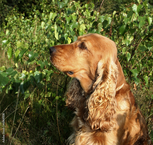 brown cocker spaniel