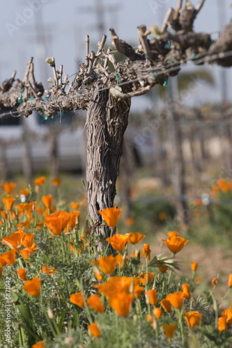 Poppies doting California wine country 
