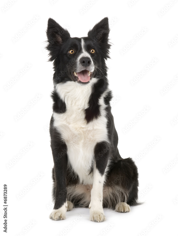 Border Collie ()