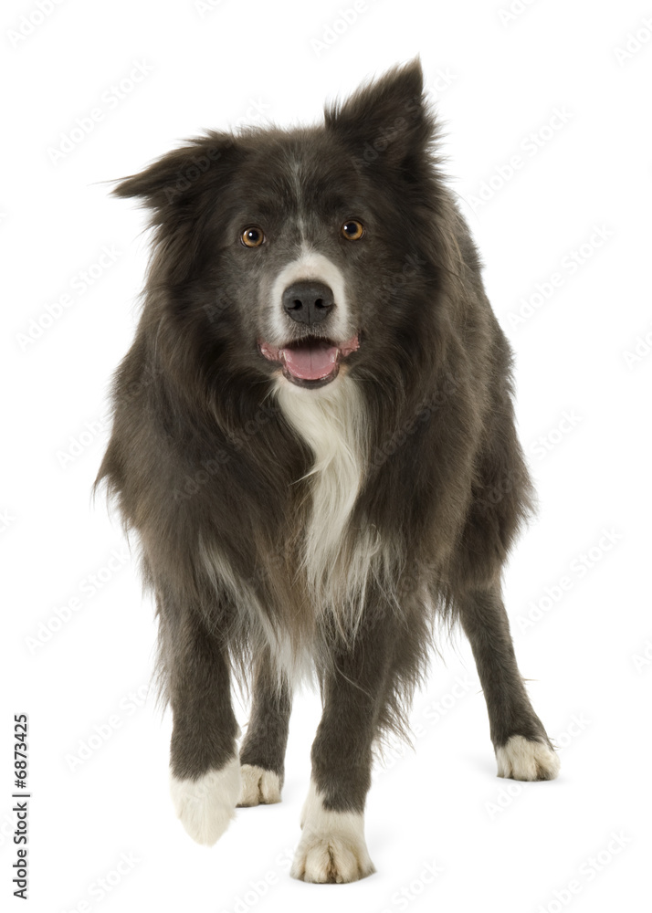 Border Collie (2 years)