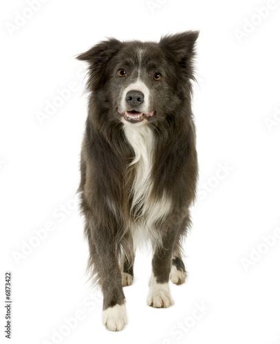 Border Collie (2 years)