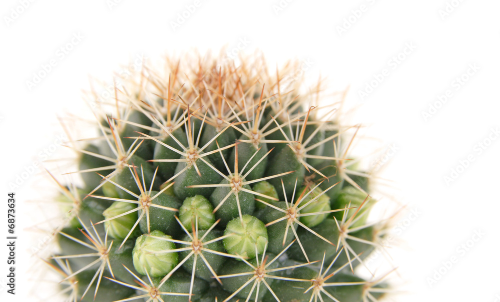cactus about to bloom, top if the plant, isolated cactus about to bloom, top if the plant, isolated