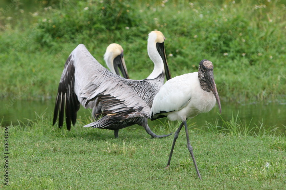 Obraz premium PELICANS WALKING