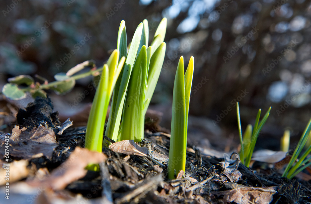 Spring Daffodils popping up through the multch Spring Daffodils popping up through the multch