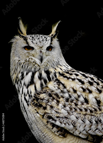 eagle owl