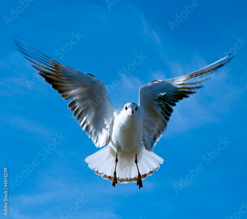 Close-up of seagull