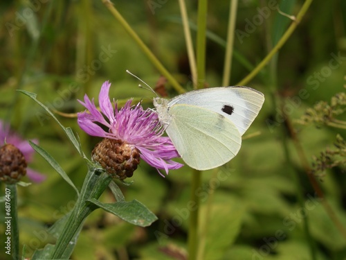 Butterflies of Russia: Pieris rapae