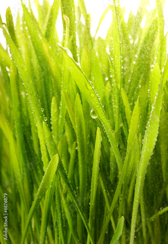 Close-up shot of green grass with rain drops on it