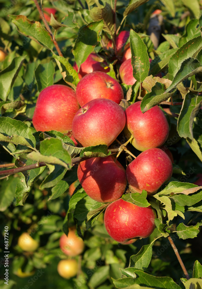 red apple red apple