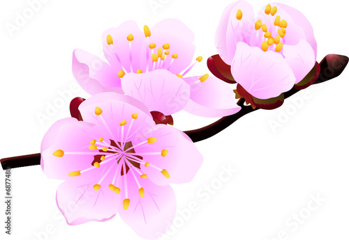 blossoming twig (vector illustration)
