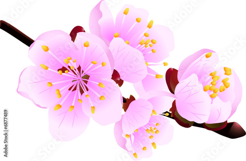 blossoming twig
