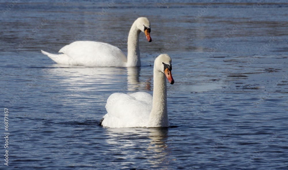 Fototapeta premium Mute swan. 