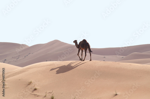 camels in the  desert 7 © thierry burot