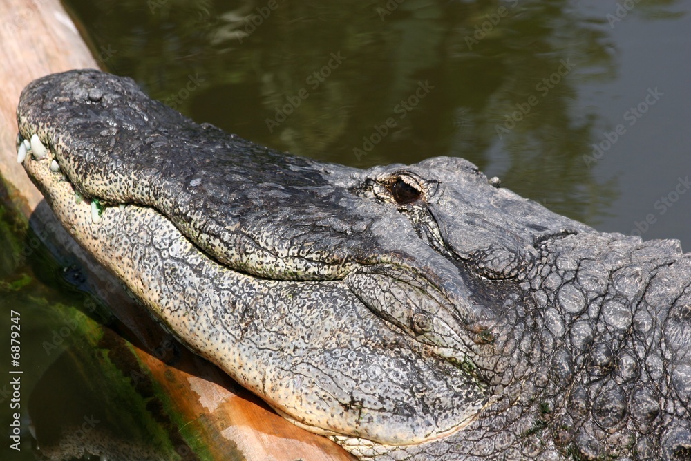 Fototapeta premium Crocodile - Basking in the Sun