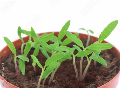 Sprouts