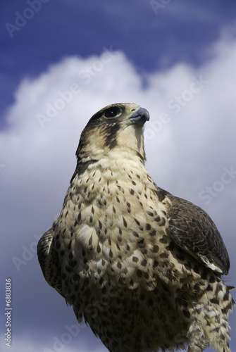 peregrine falcon