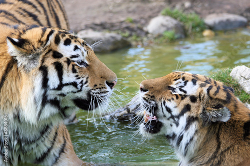 couple de tigres amoureux photo
