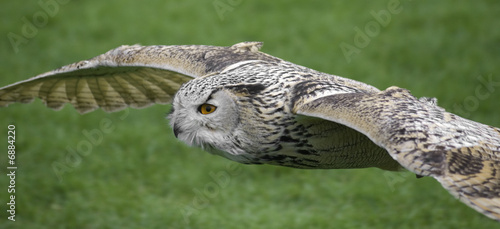owl flying