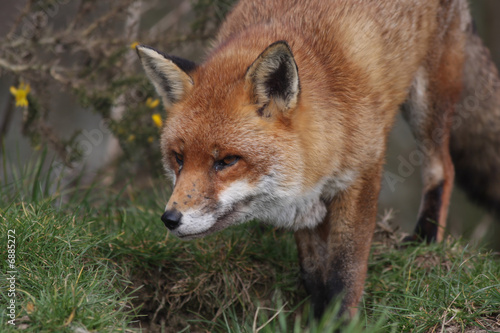 Fox Stare © Peter Barrett
