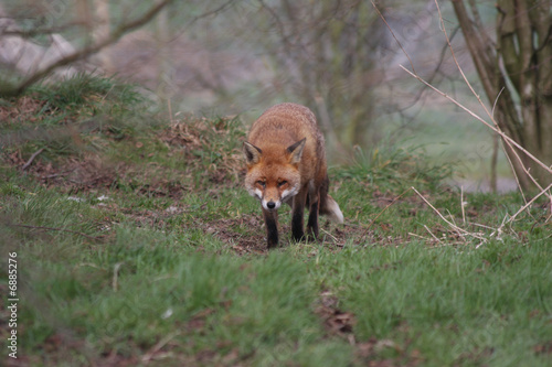 Fox on path