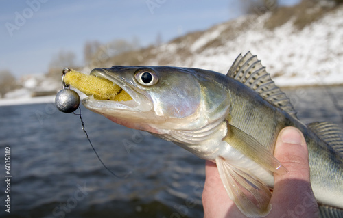 Pike-perch with lure