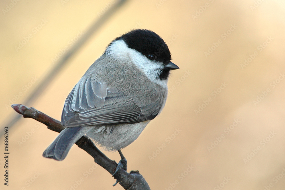 Obraz premium Sumpfmeise 2