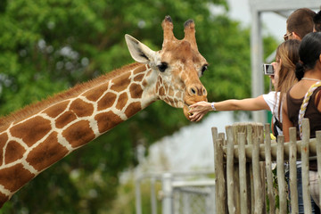 Leinwandbilder Giraffe Giraffe wird aus der Hand gefüttert  © Glenda Powers