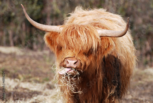 Highland cow photo