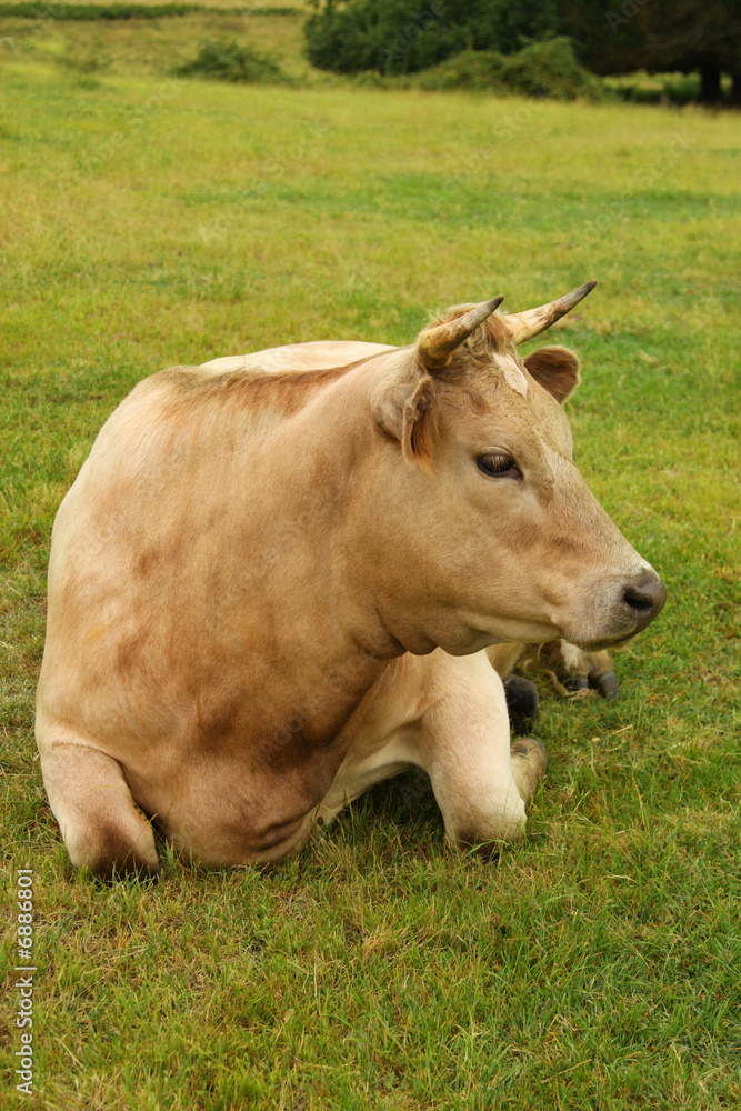 Beautiful  Cow