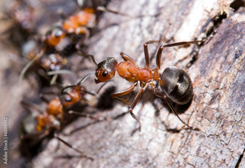 Ants © Xalanx