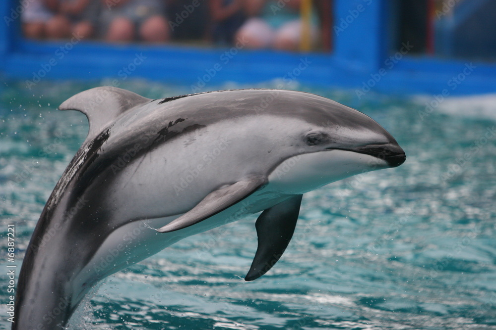 Fototapeta premium LEAVING DOLPHIN