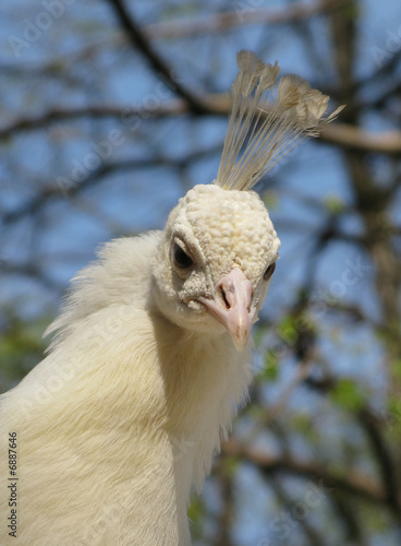 White peacock close up photo photo