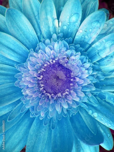 beautiful floral image