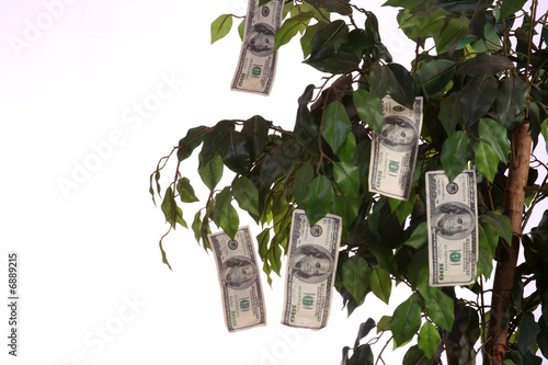 Money growing on a tree