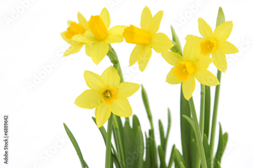 Bunch of yellow spring daffodils