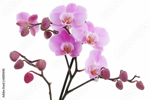 Violet orchid with many buds