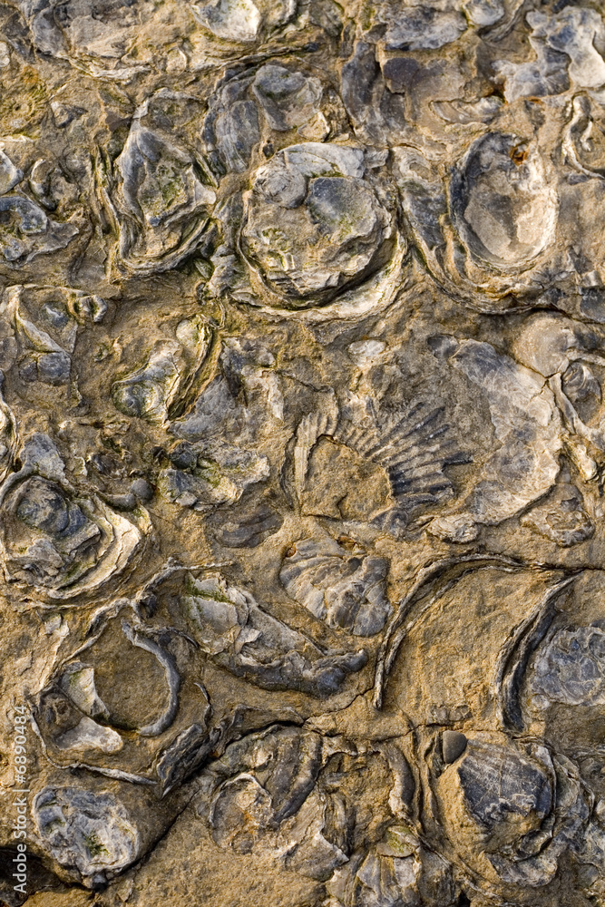 Rocks with embeded fossils in Whitby