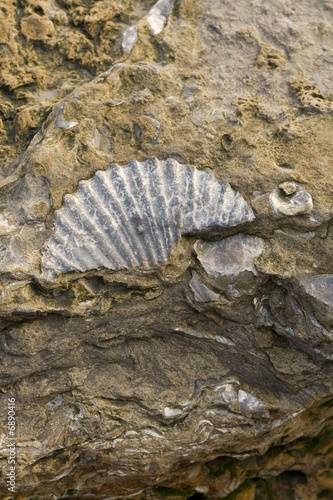 Rocks with embeded fossils in Whitby