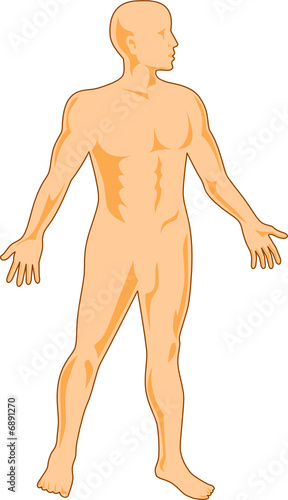 The human figure