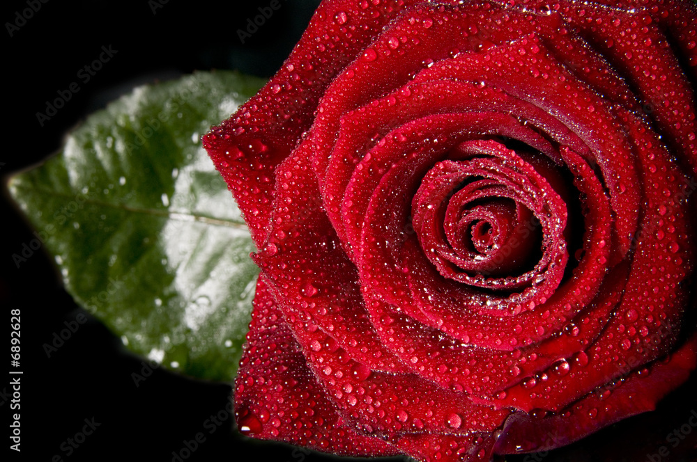 Red rose. Red rose.