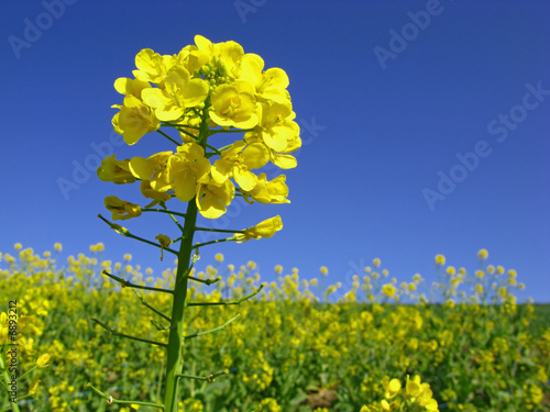 rape in bloom